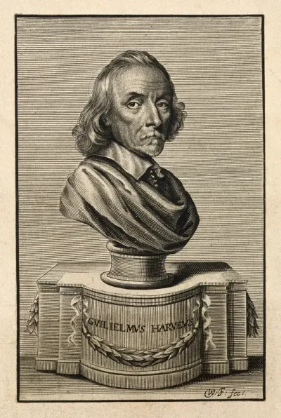 William Harvey. Line engraving by W. Faithorne, 1653