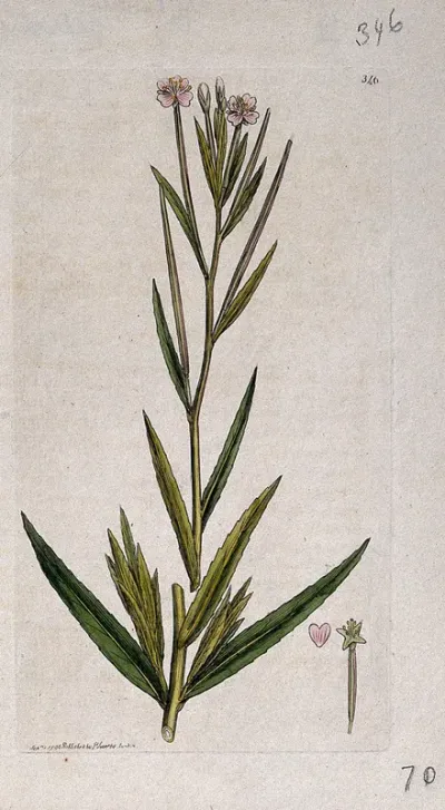 Willow-herb (Epilobium palustre): flowering stem and floral segments