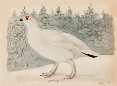 Willow Ptarmigan