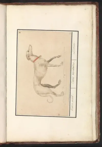 Windhond (Canis lupus familiaris)