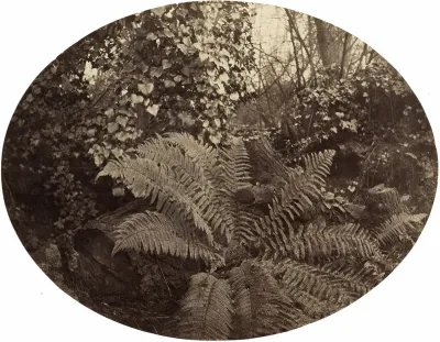 Winter Fronds of the Prickly Fern