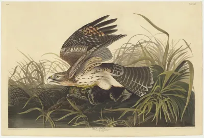 Winter Hawk