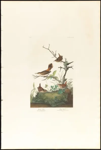 Winter Wren and Rock Wren