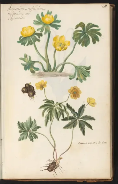 Winterakoniet (Eranthis hyemalis) en gele anemoon (Anemone ranunculoides) met bloembollen