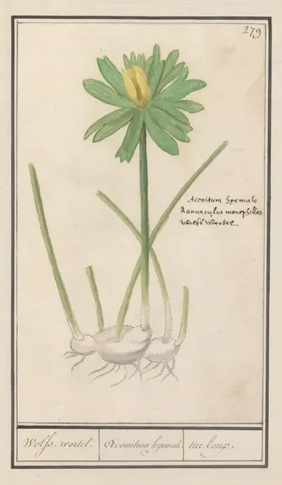 Winterakoniet (Eranthis hyemalis)