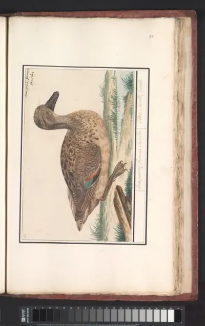 Wintertaling (Anas crecca)