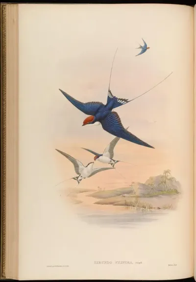 Wire-tailed Swallow