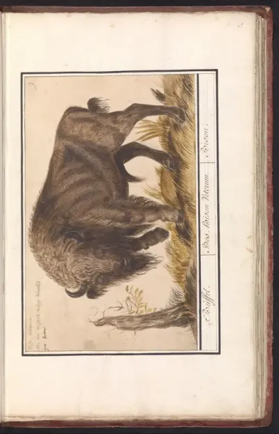 Wisent of Europese bizon (Bison bonasus)