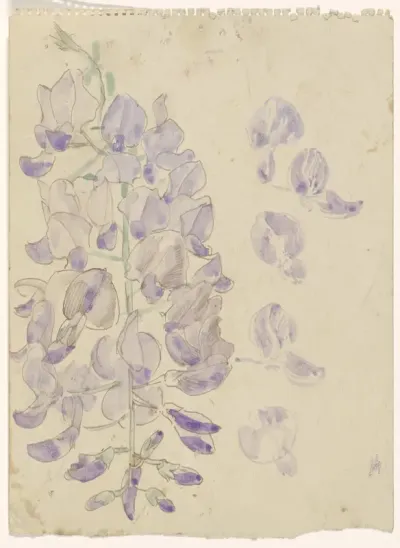 Wisteria