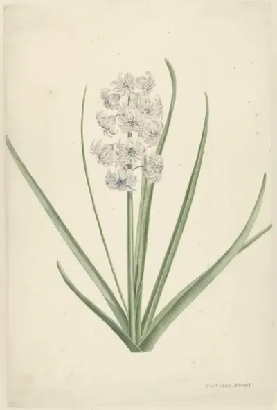 Wit-lichtblauwe hyacint