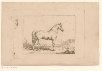 Wit paard