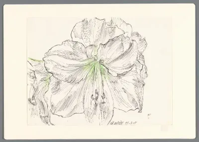 Witte Amaryllis 1