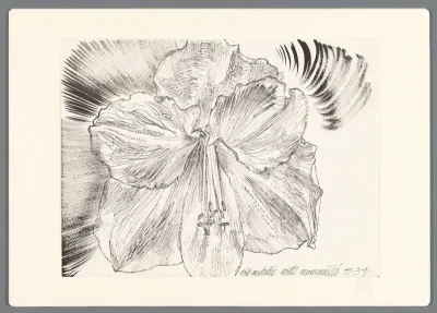 Witte Amaryllis 2