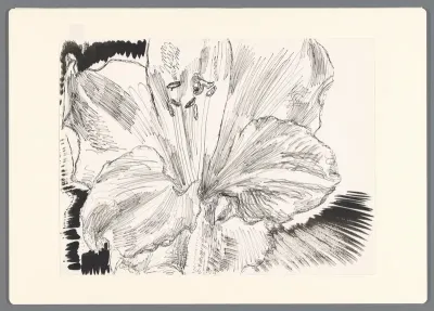 Witte Amaryllis 3