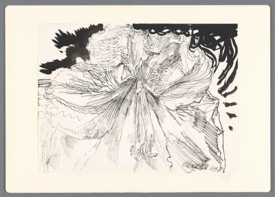 Witte Amaryllis 4