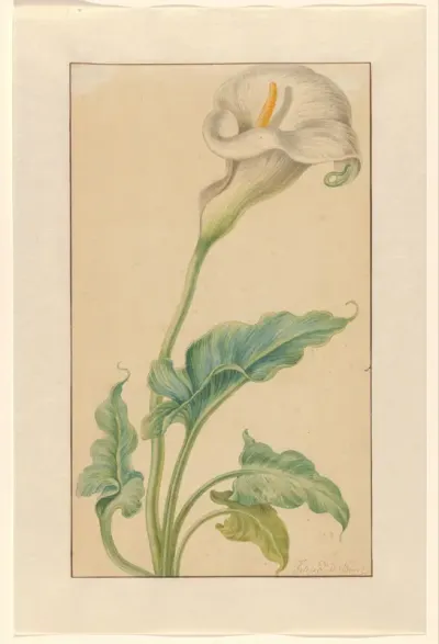 Witte aronskelk