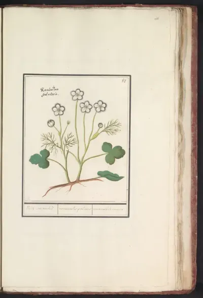 Witte boterbloem (Ranunculus aconitifolius)