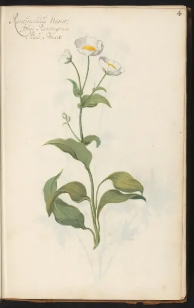 Witte boterbloem (Ranunculus amplexicaulis)