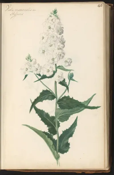 Witte damastbloem (Hesperis matronalis)