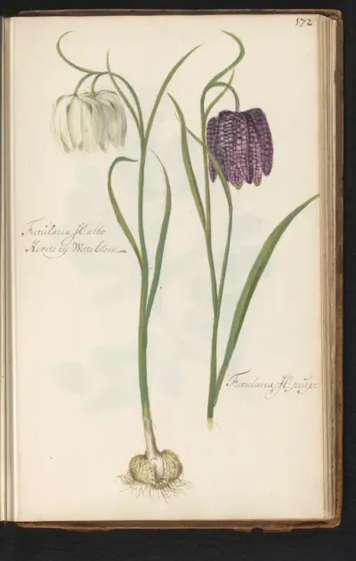 Witte en paarse kievitsbloem (Fritillaria meleagris)