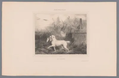 Witte Franse jachthond heeft een eend gevangen