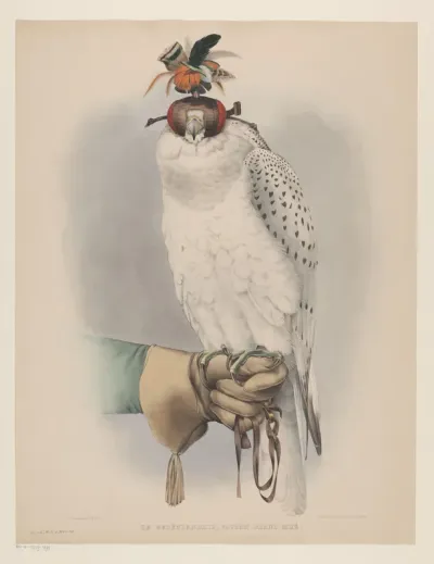 Witte Groenlandse valk