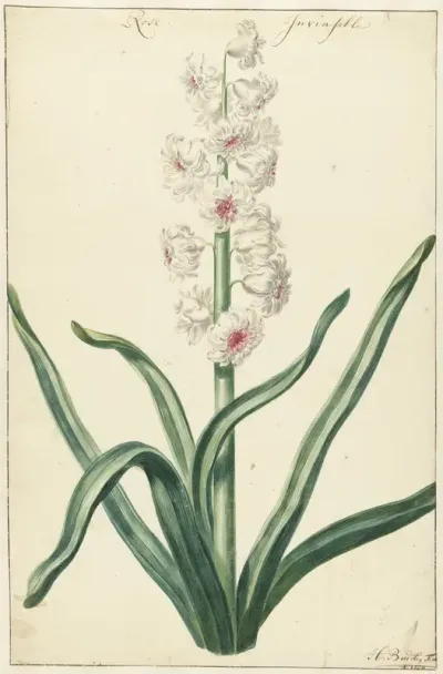 Witte hyacint