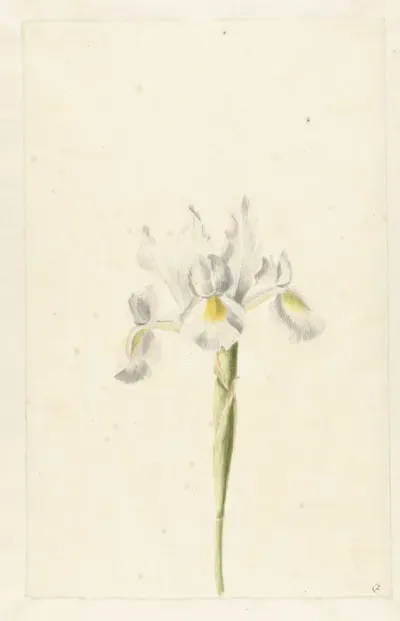 Witte iris (Iris albicans)