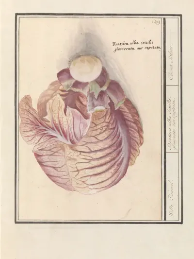 Witte kool (Brassica oleracea)