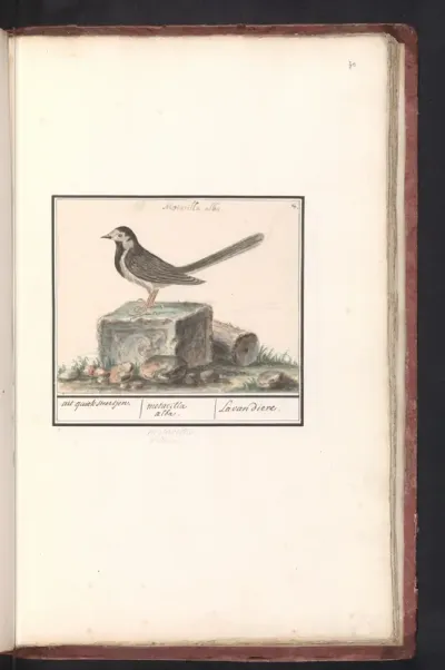 Witte kwikstaart (Motacilla alba)