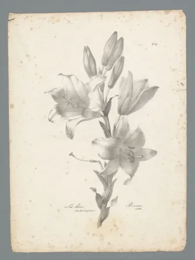 Witte lelie