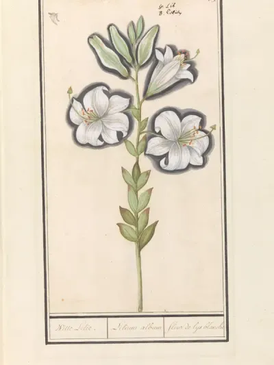 Witte lelie (Lilium candidum)