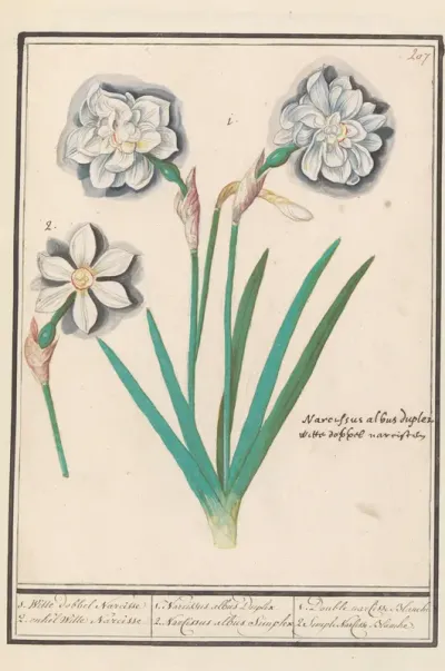 Witte narcis (Narcissus)