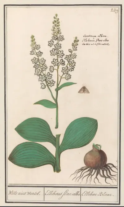 Witte nieswortel (Veratrum album)