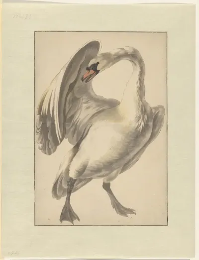 Witte tamme zwaan