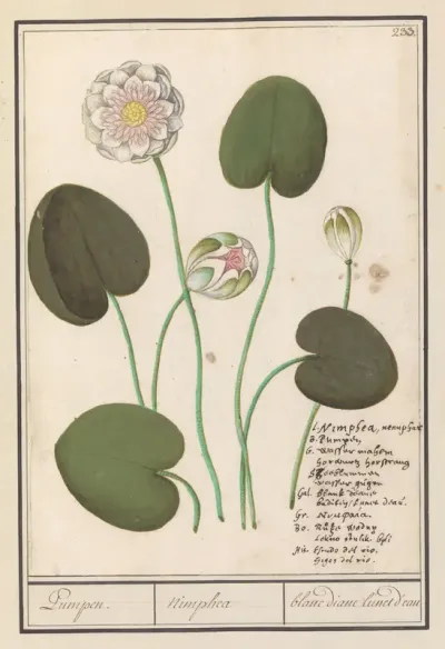 Witte waterlelie (Nymphaea alba)