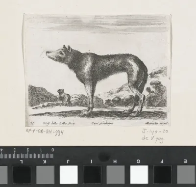 Wolf