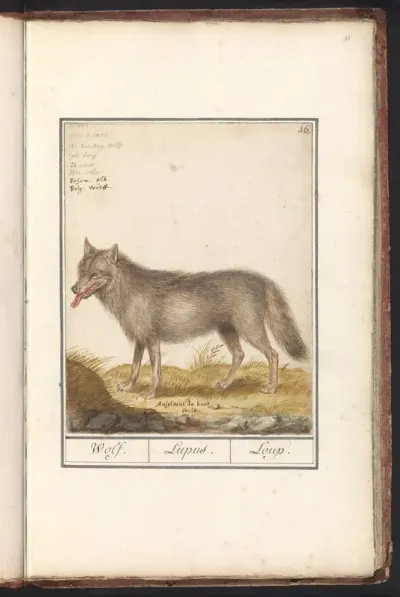 Wolf (Canis lupus)