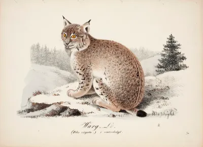 Wolf-Coloured Lynx in Winter Coat