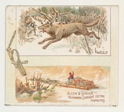 Wolf, from Quadrupeds series (N41) for Allen & Ginter Cigarettes