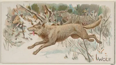 Wolf, from the Quadrupeds series (N21) for Allen & Ginter Cigarettes