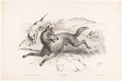 Wolf opgejaagd door honden