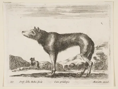 Wolf, plate 20 from "Various Animals" (Diversi Animali)