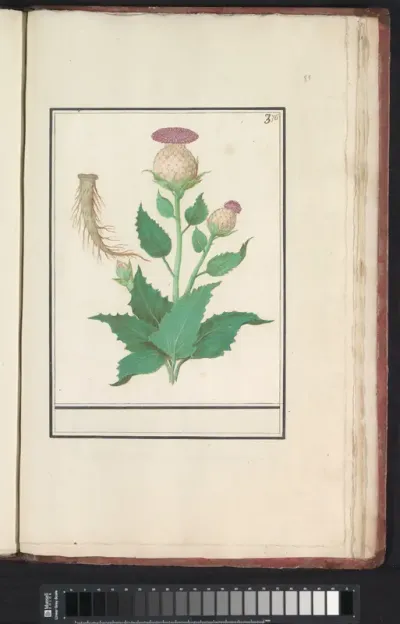 Wollige distel (Cirsium eriophorum)