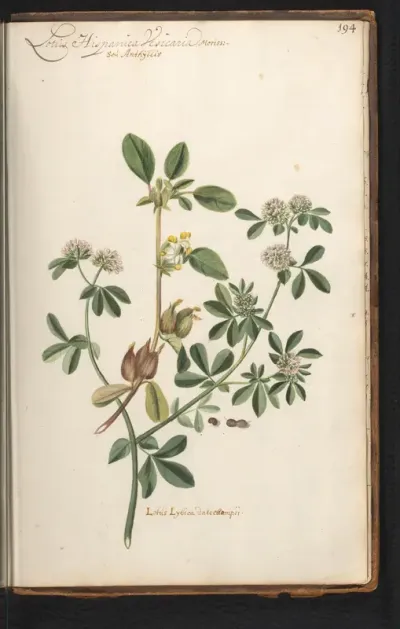 Wondklaver (Anthyllis vulneraria)