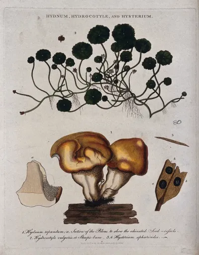 Wood hedgehog fungus (Hydnum repandum), pennywort plant (Hydrocotyle species) and a sac fungus (Hysterium sphaerioides)