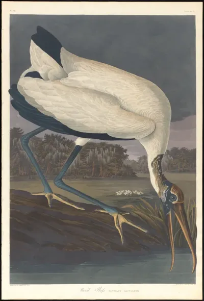 Wood Ibis