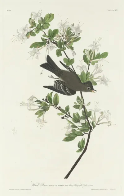 Wood Pewee