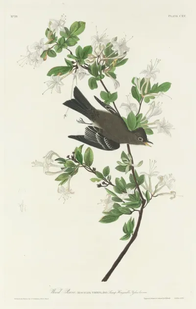 Wood Pewee