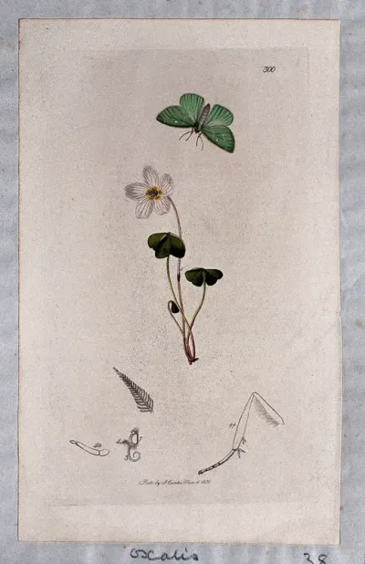 Wood sorrel flower (Oxalis acetosella) with an associated butterfly and its abdominal segments